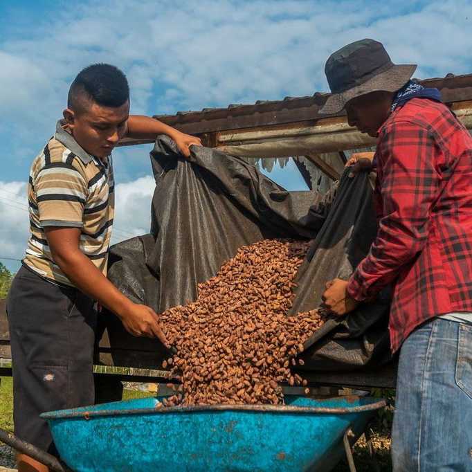 Fermented cacao beans