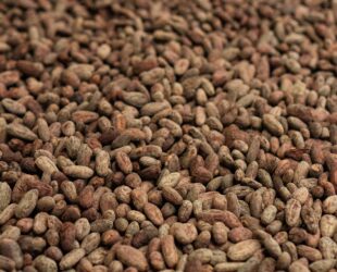 01 Torréfaction 22-108