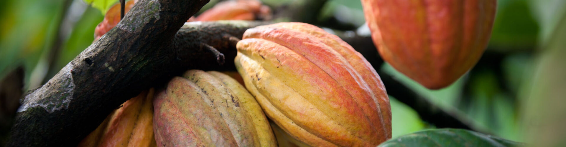 Cacao Pods