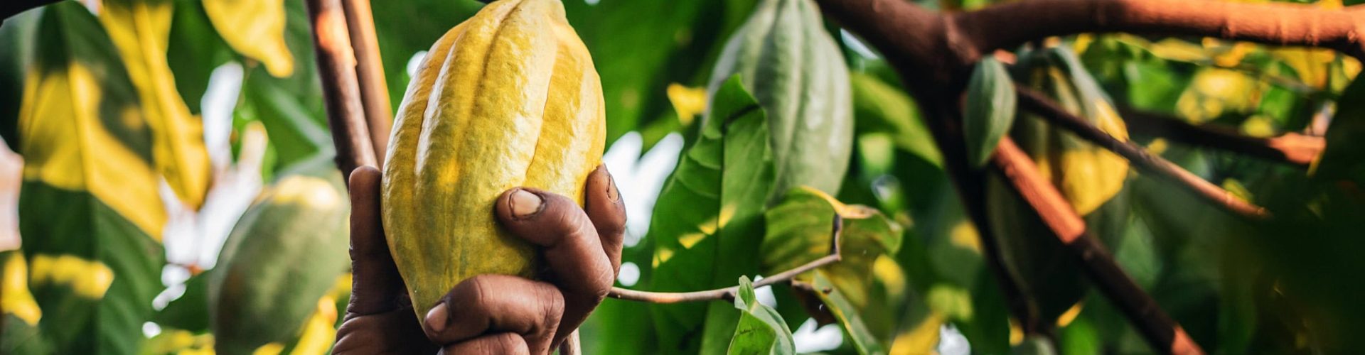 Close-up hands of a cacao farmer harvesting a cacao pod