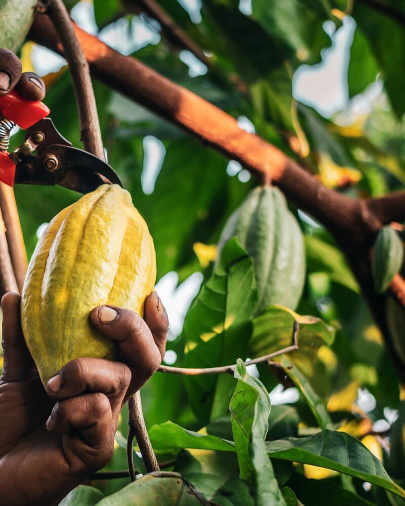 Close-up hands of a cacao farmer harvesting a cacao pod