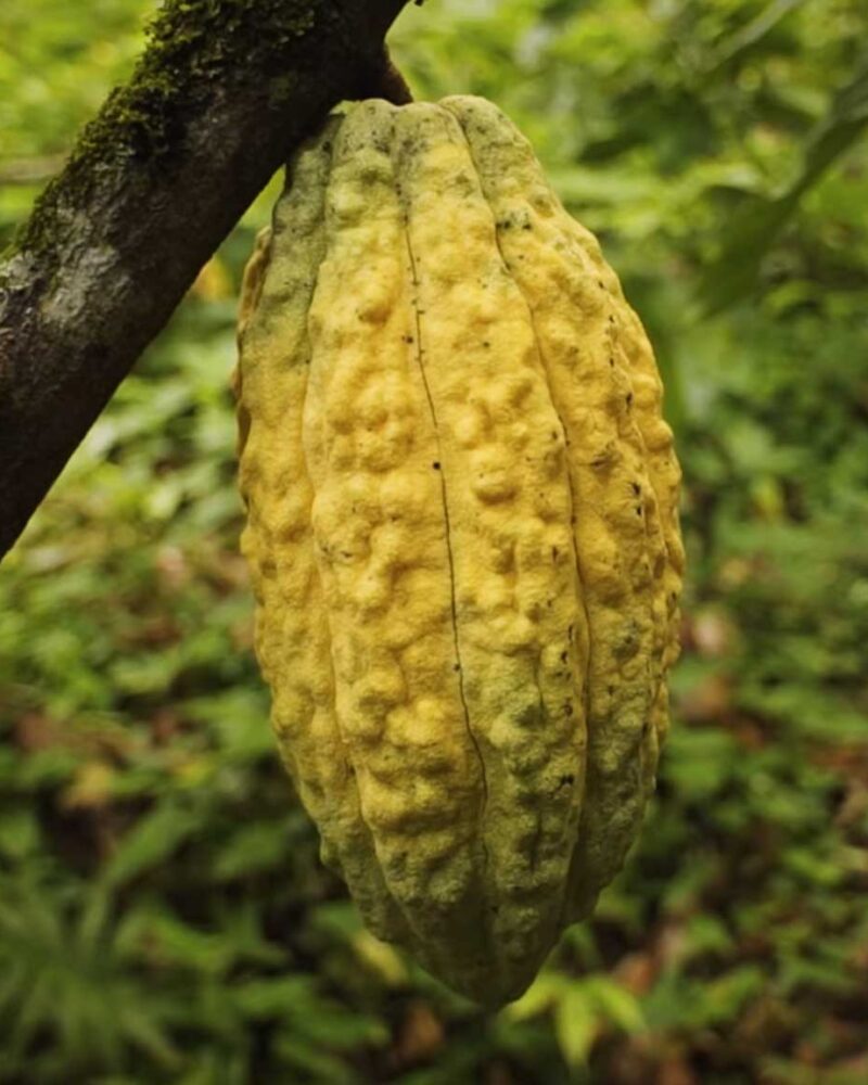 Cacao pod