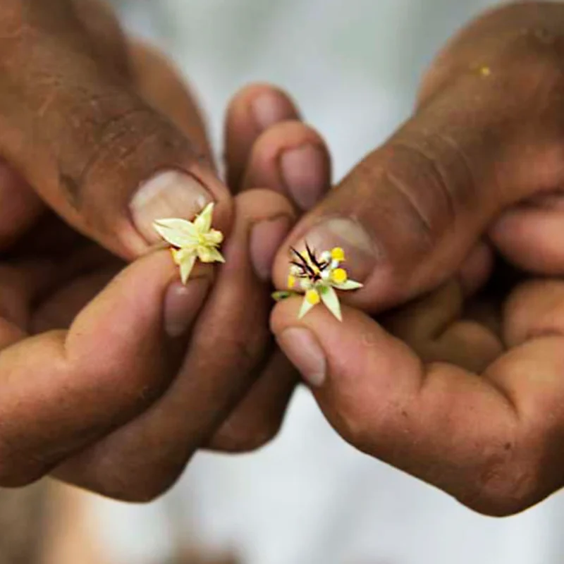 Cacao Flower