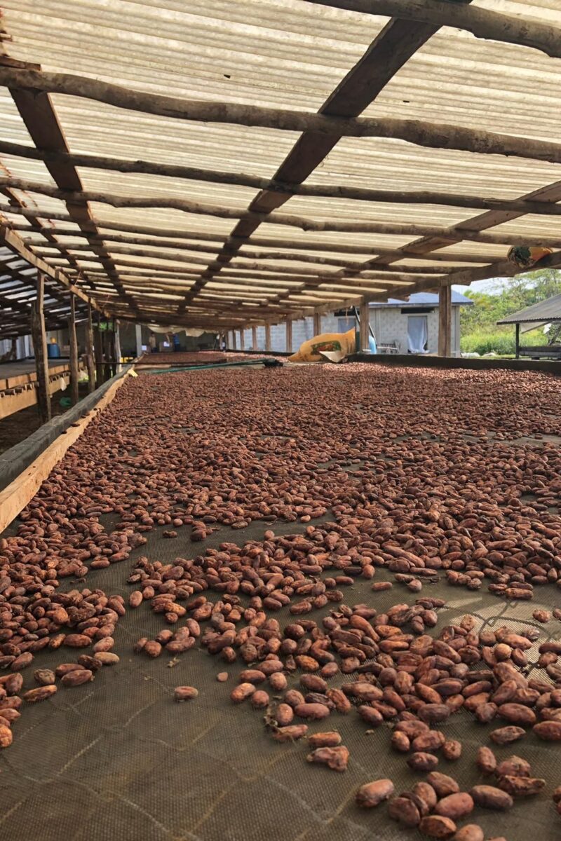 Herbal Cacao Drying