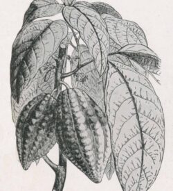 Illustration Cacao