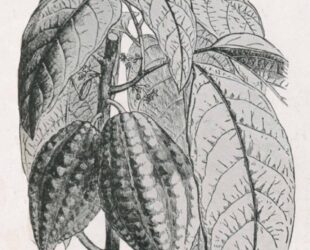 Illustration Cacao