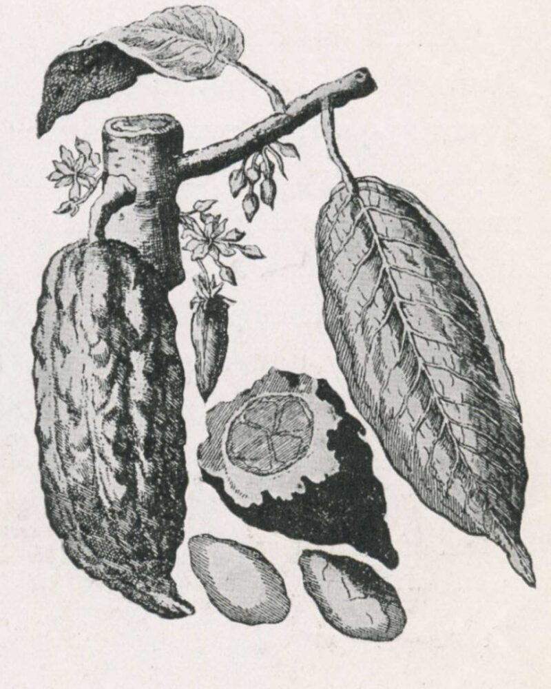 Illustration Cacao