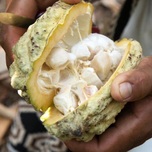 Open Cacao pod
