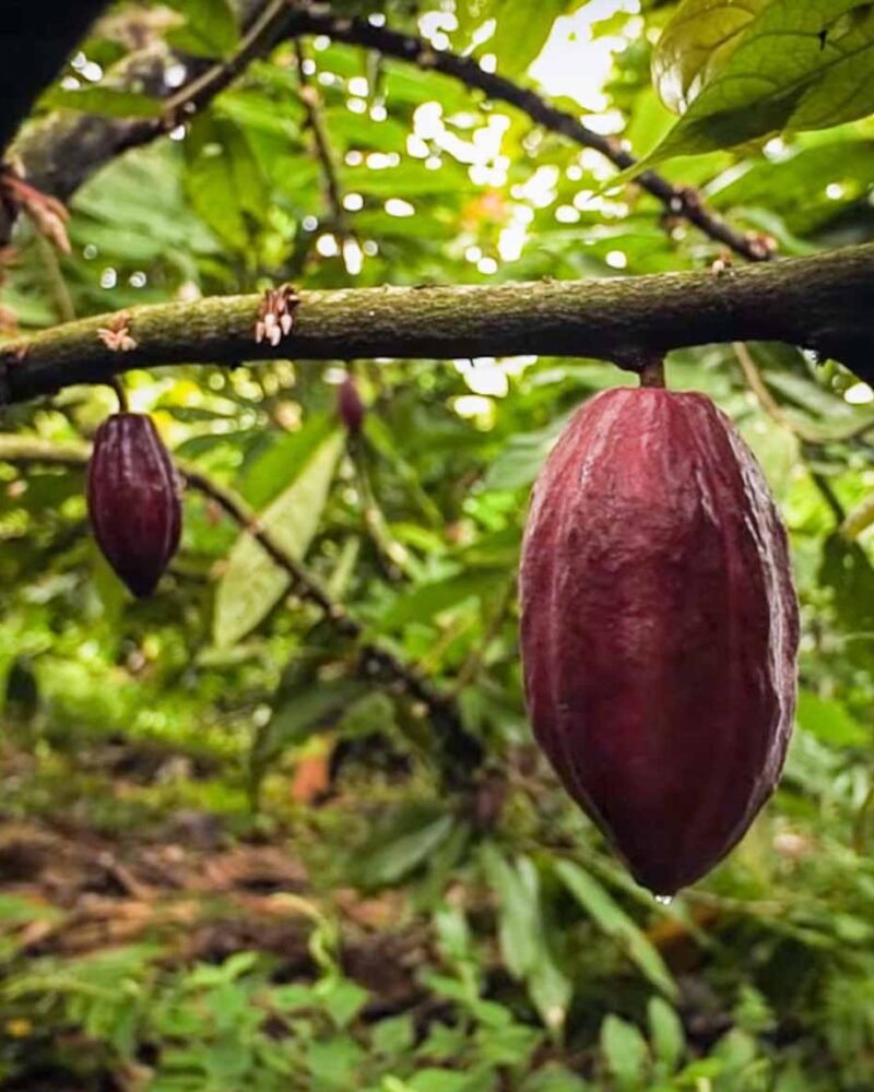 What is Origin Cacao-8