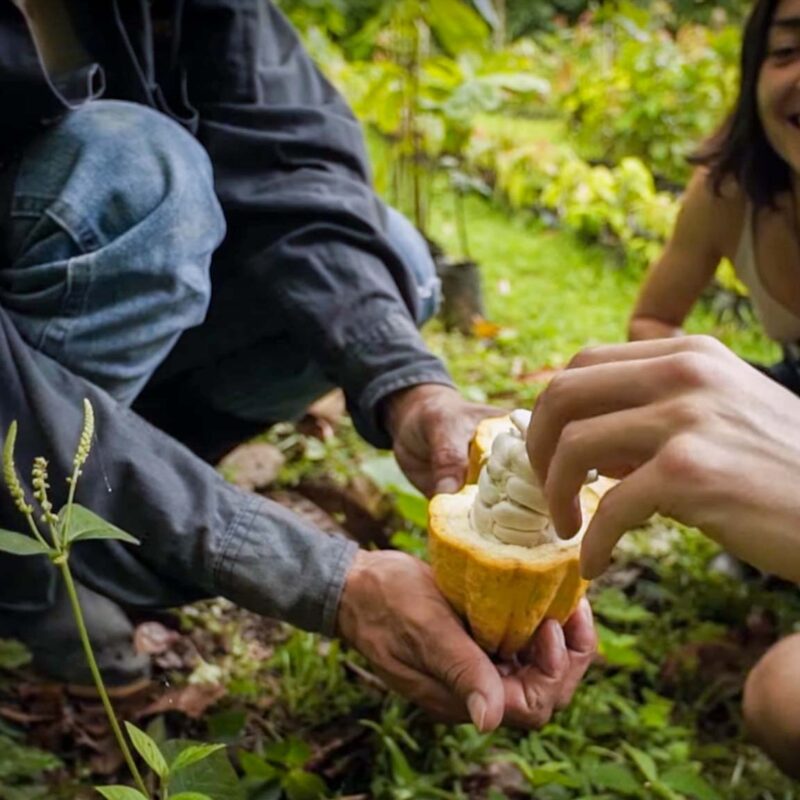 What is Origin Cacao-9